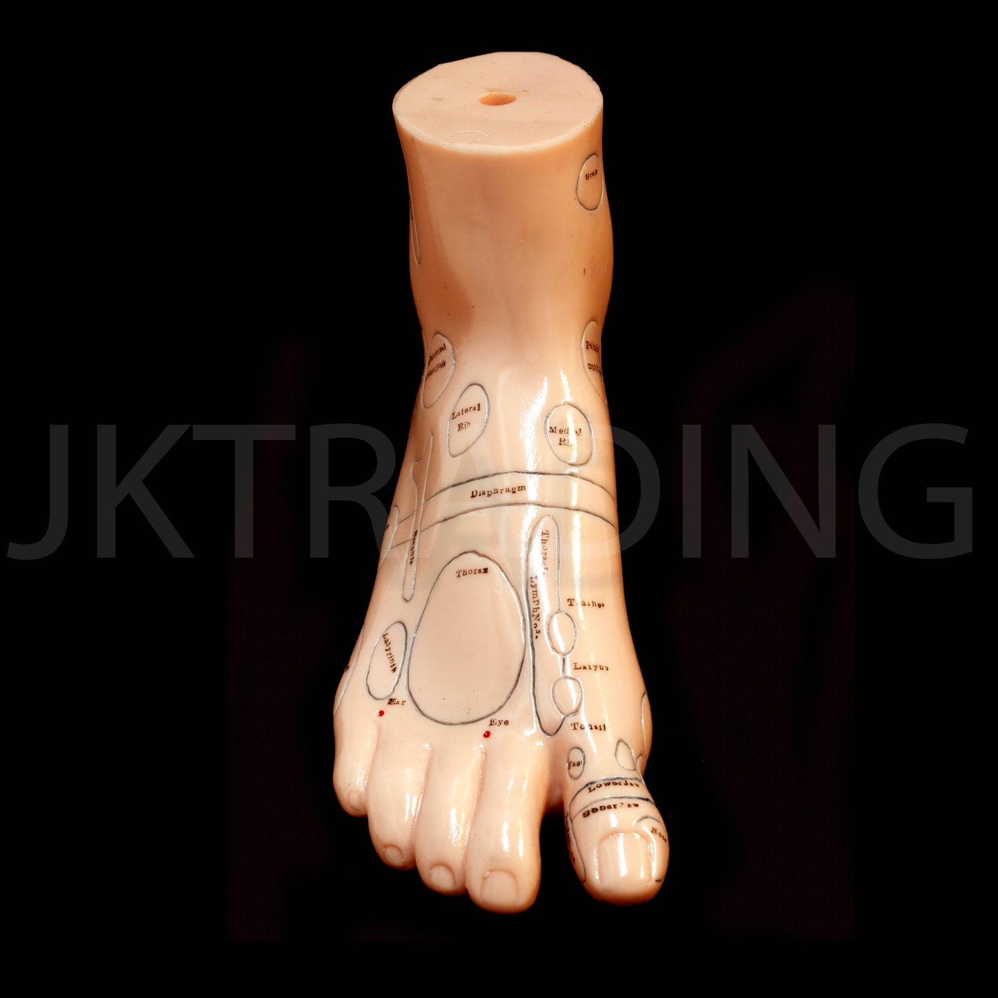 Foot Reflexology & Massage Anatomy Model for medical and anatomy education