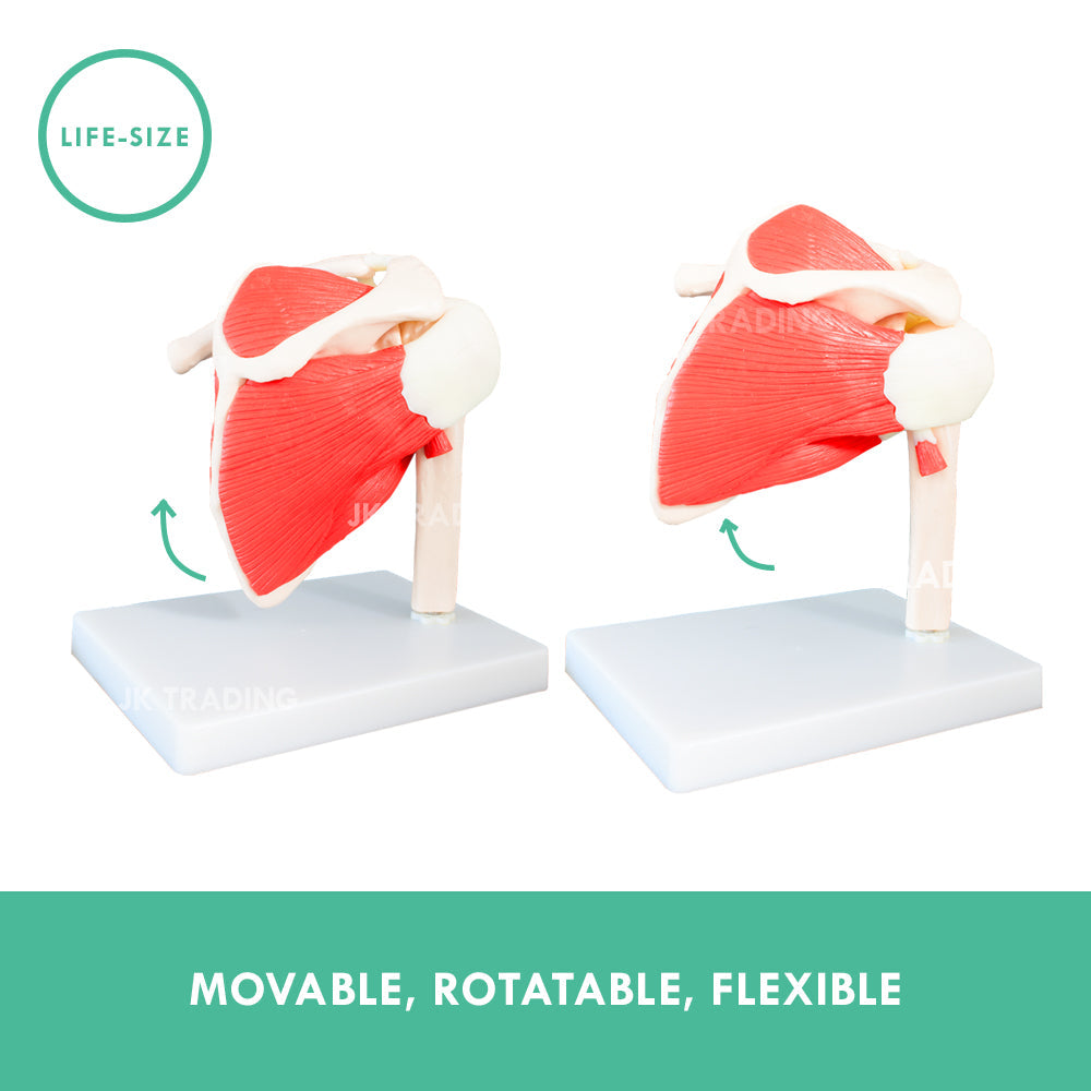 Muscled Shoulder Joint Model for medical and anatomy education