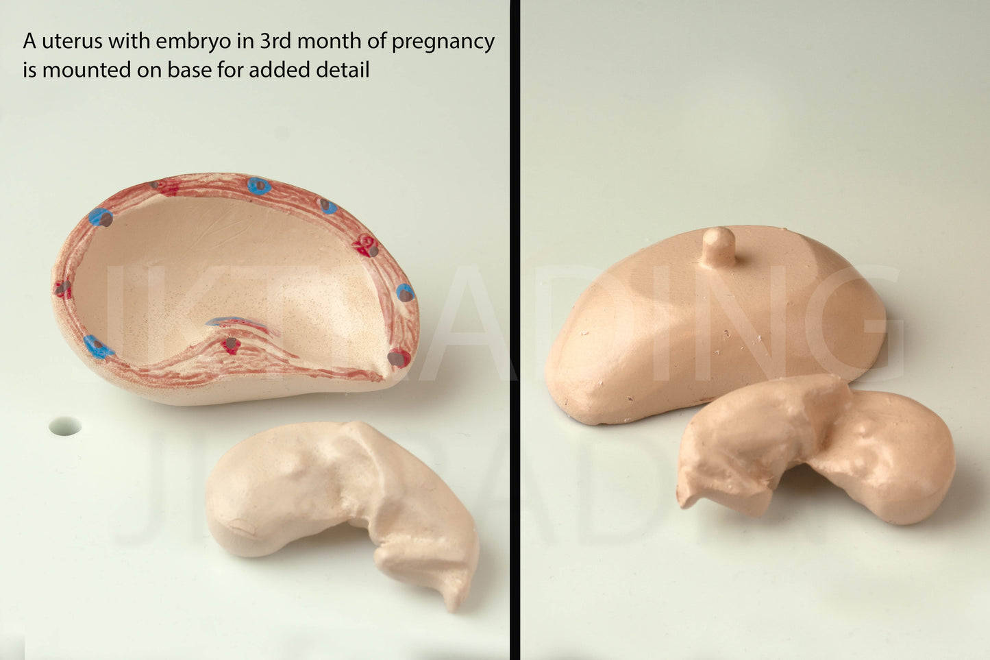 Female Pregnancy Pelvis Section Model for medical and anatomy education