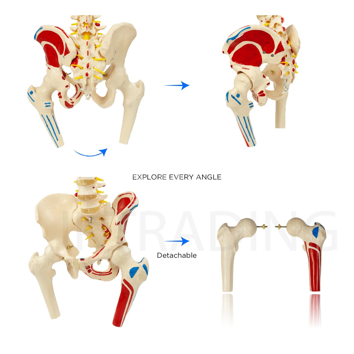 Deluxe Numbered Coloured Spine Model with Pelvis & Femur