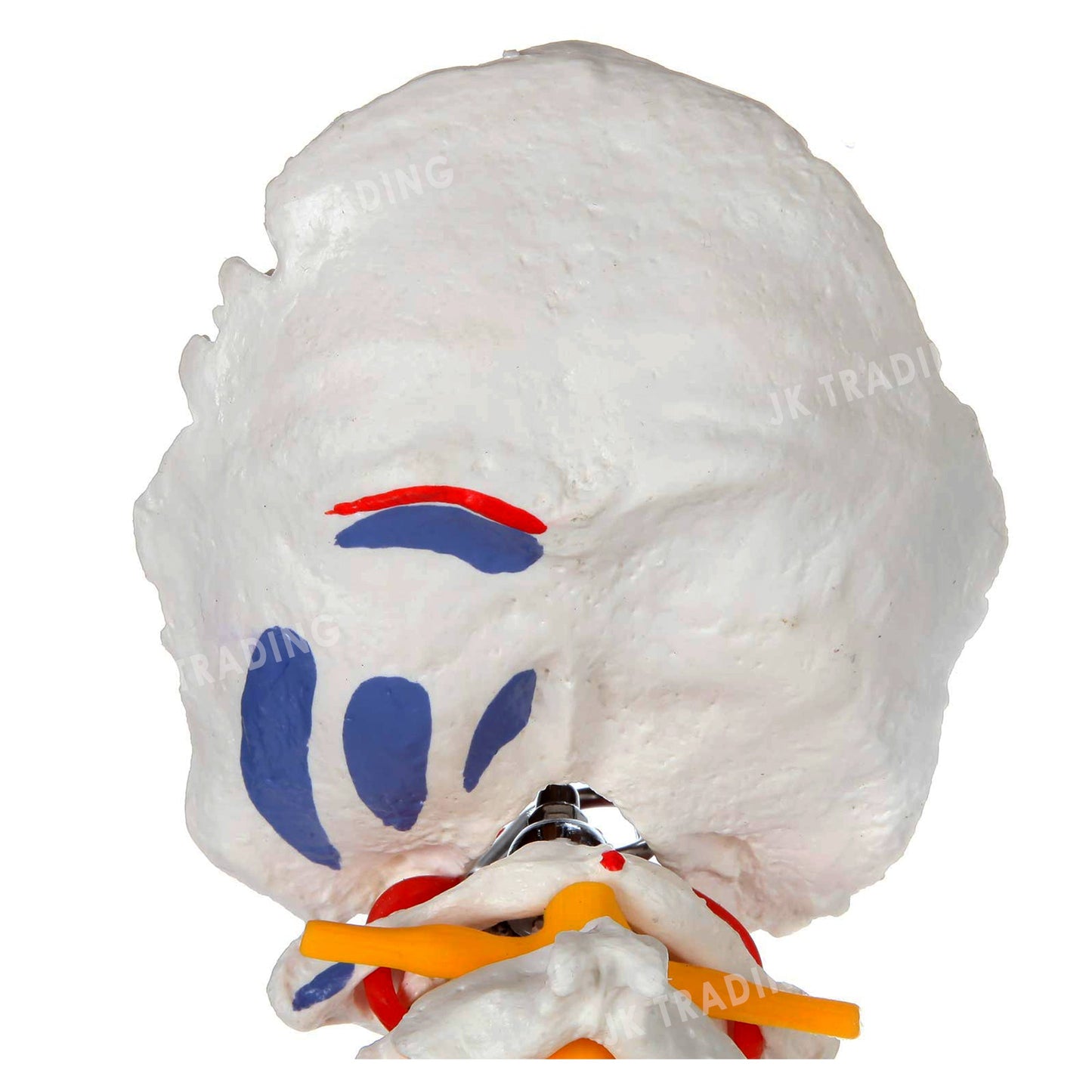 Deluxe Coloured Adult Spine Model with Pelvis & Femur for medical and anatomy education