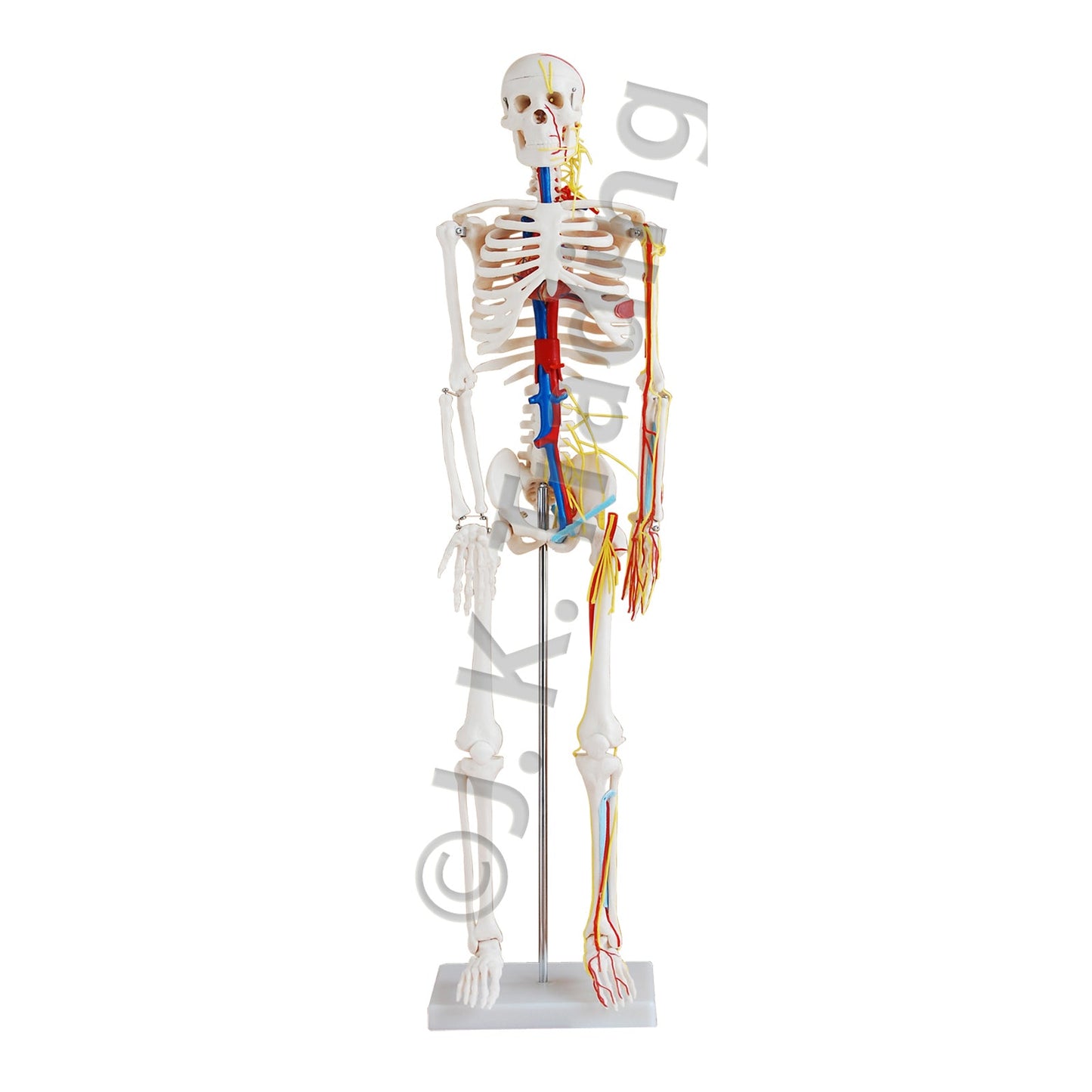 85cm Human Skeleton Model with Nerves for medical and anatomy education
