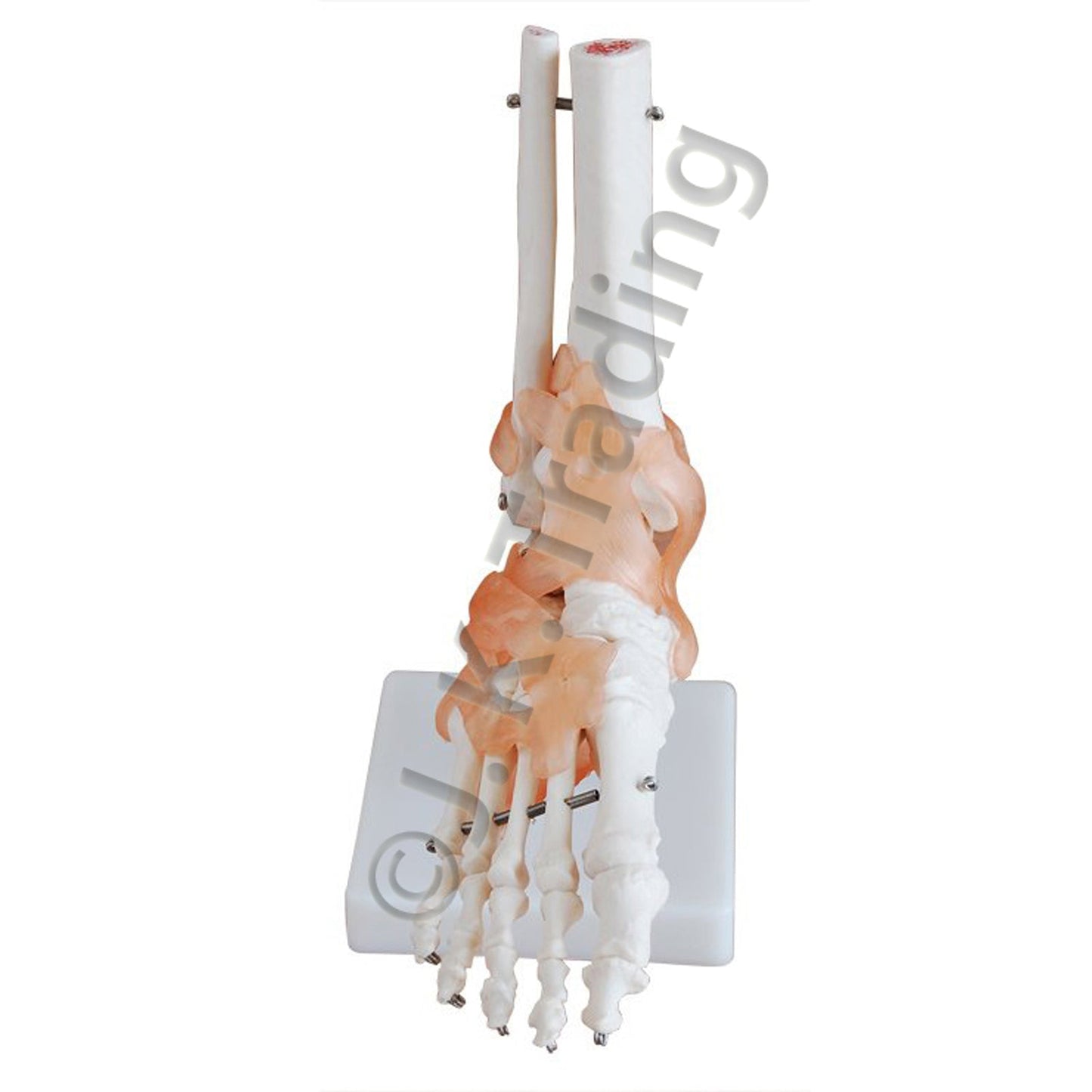 Foot Ligament Anatomy Model for medical and anatomy education