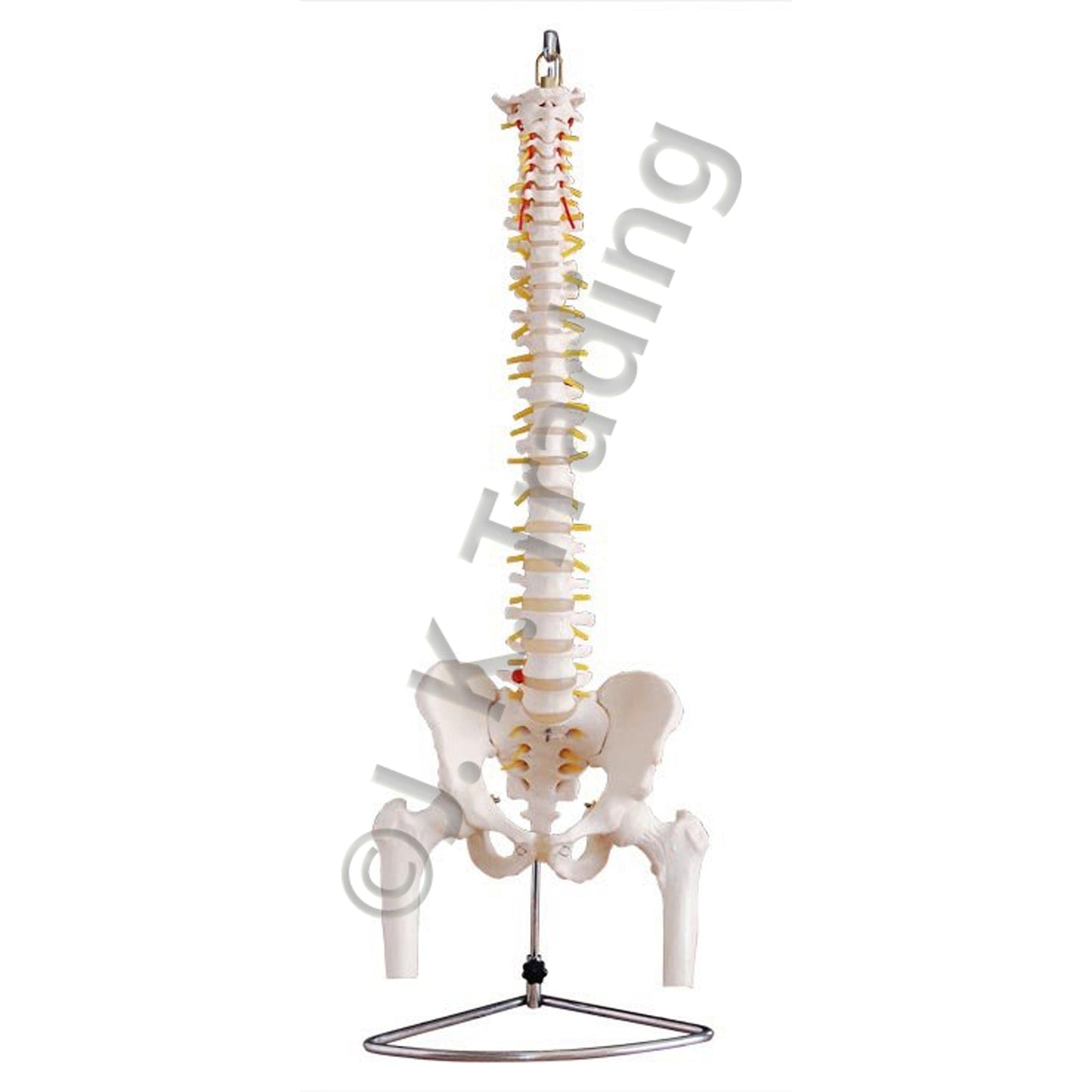 Adult Spine Model with Pelvis & Femur for medical and anatomy education