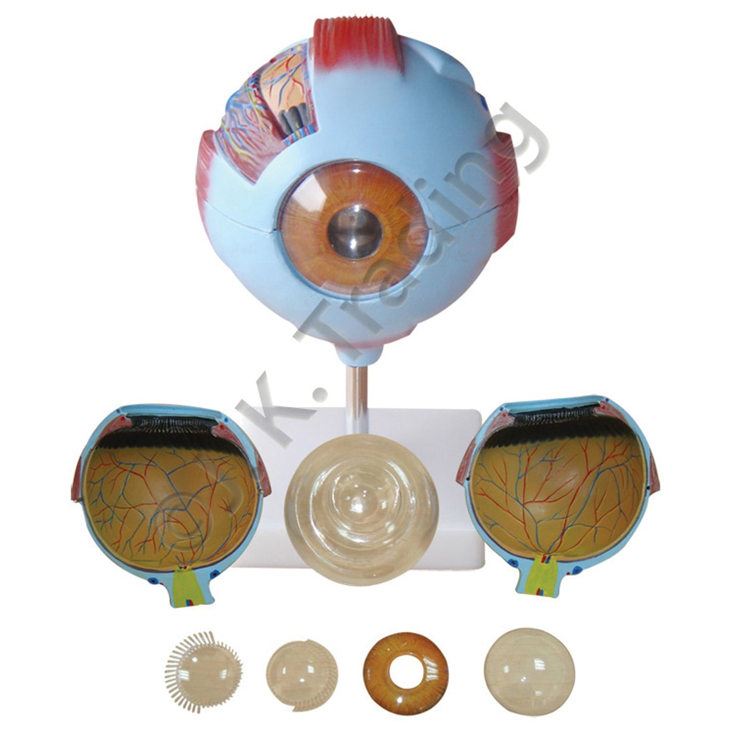 Human Eye Anatomy Model for medical and anatomy education