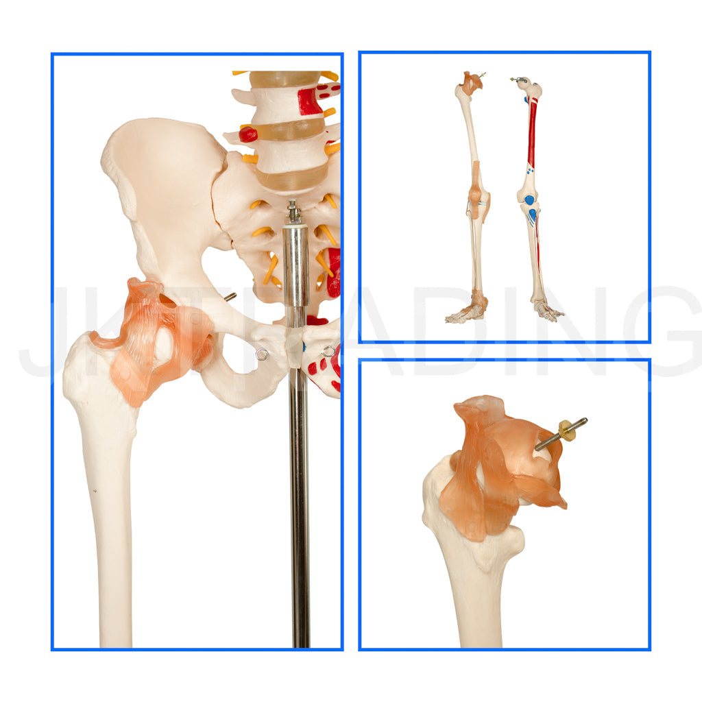 180cm Life-Size Skeleton with Muscles & Ligaments for medical and anatomy education