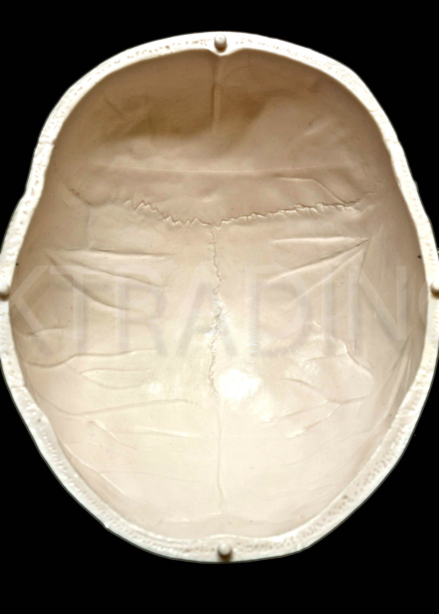 Deluxe Human Skull Anatomy Model for medical and anatomy education