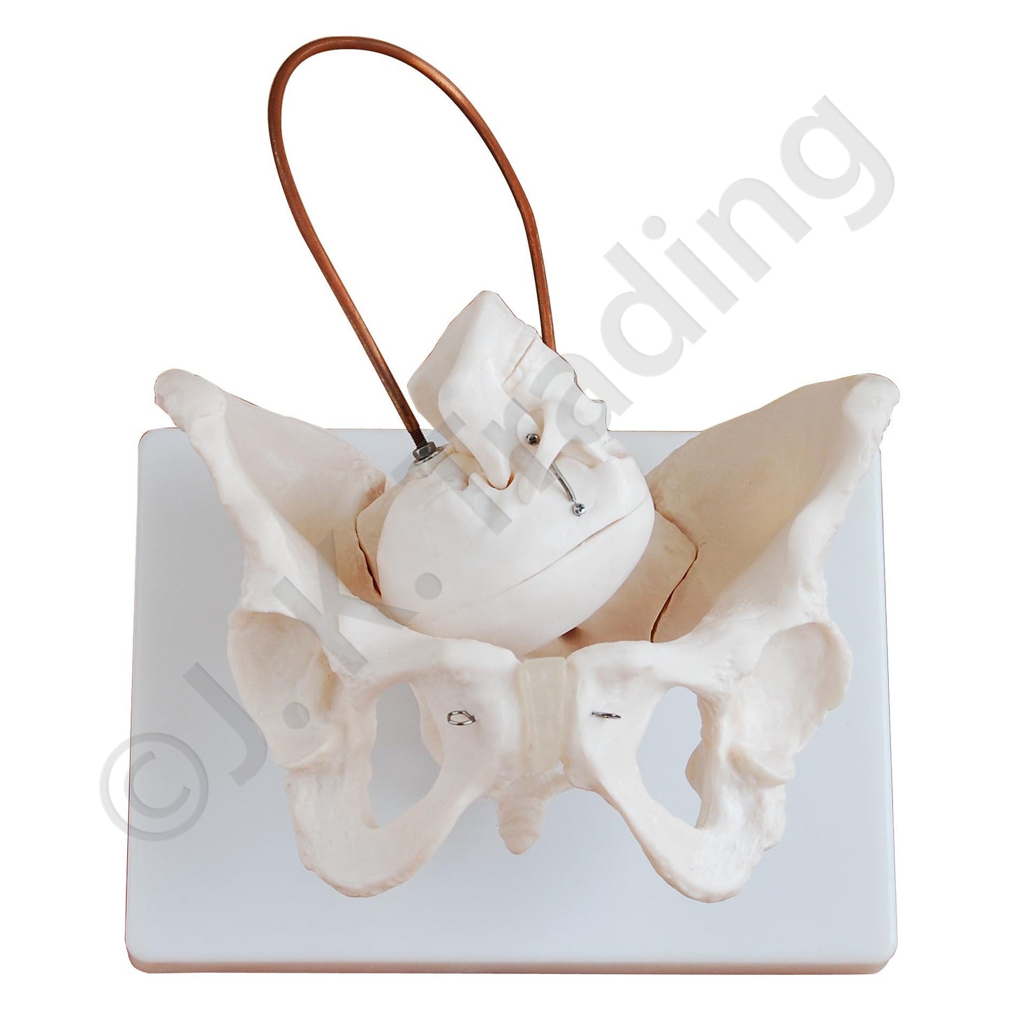 Childbirth & Labour Model for medical and anatomy education