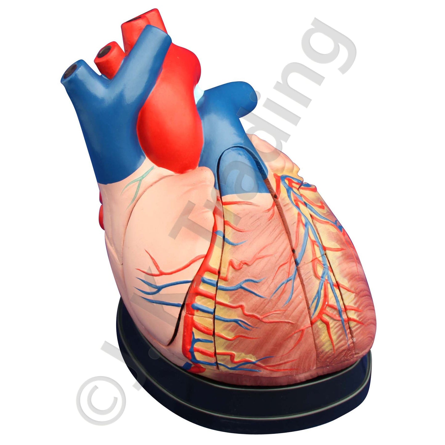 Mid-Size Human Heart Anatomy Model for medical and anatomy education