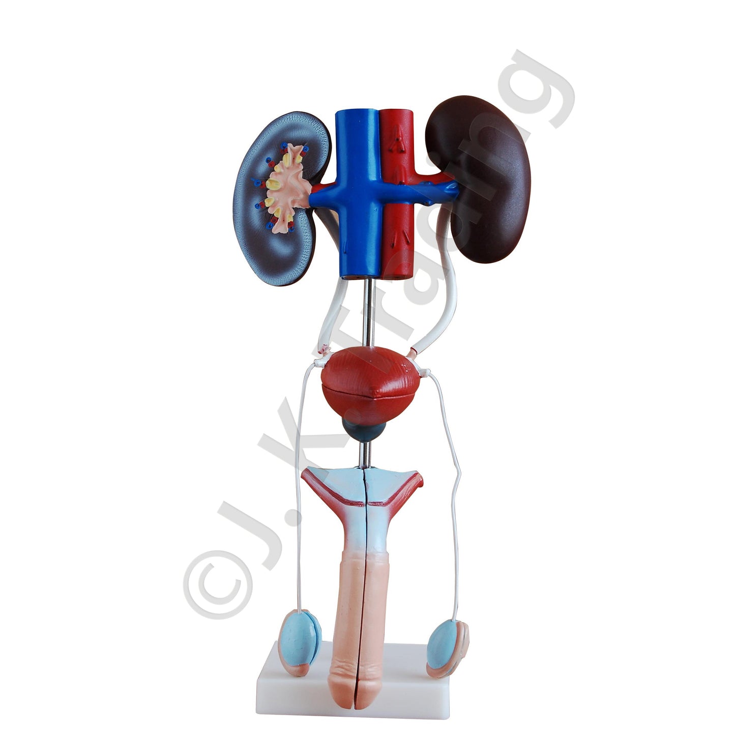 Male Urinary System Anatomy Model for medical and anatomy education