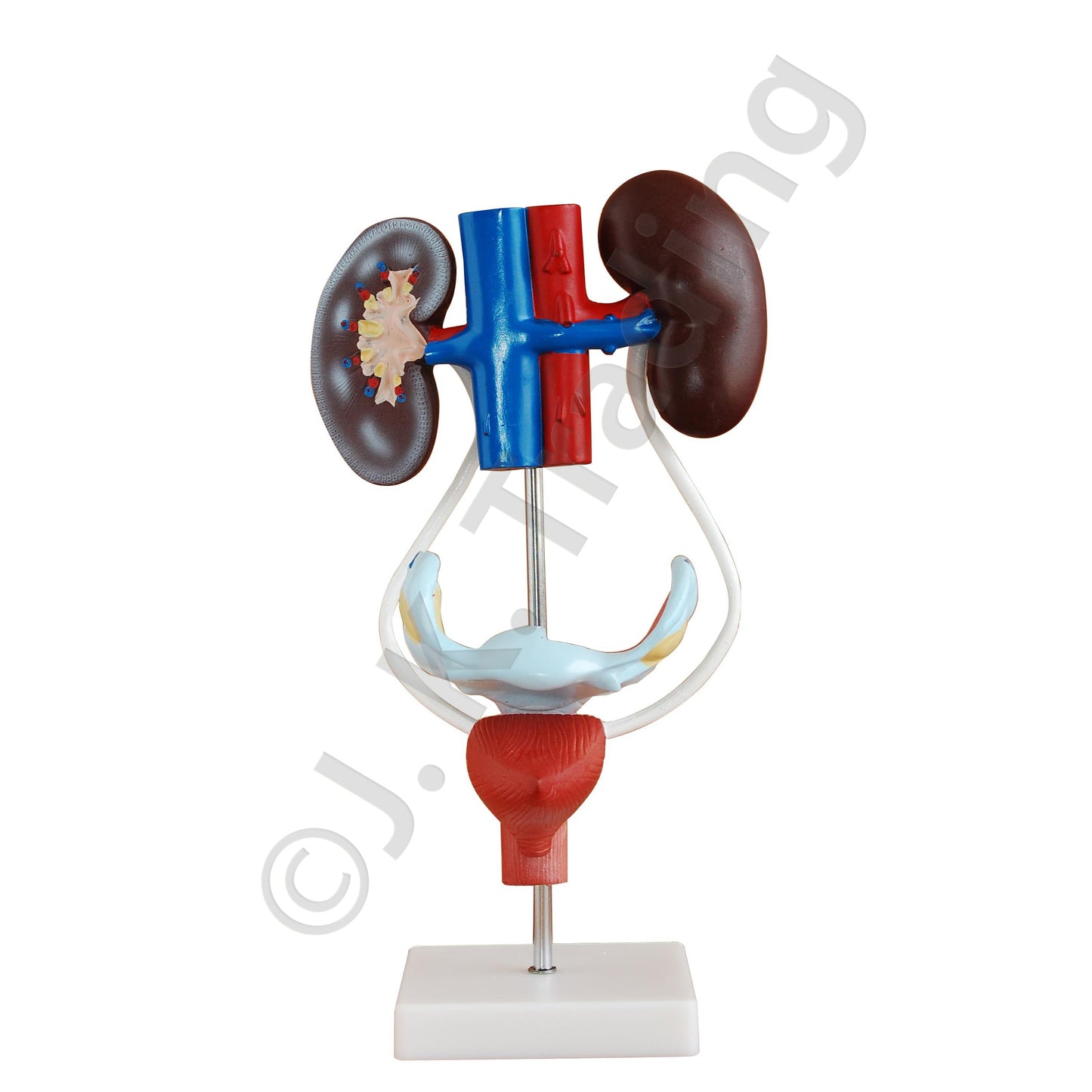 Female Urinary System Anatomy Model for medical and anatomy education