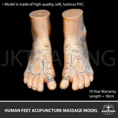 Foot Reflexology & Massage Anatomy Model for medical and anatomy education