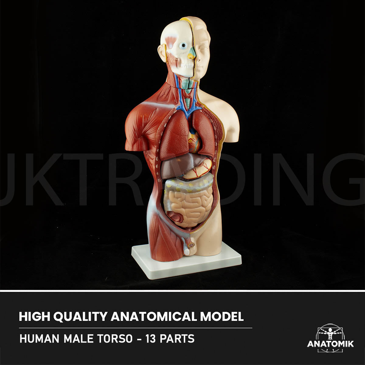 4D Male Torso Anatomy Model for medical and anatomy education
