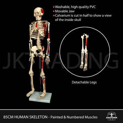 85cm Painted Numbered Skeleton for medical and anatomy education