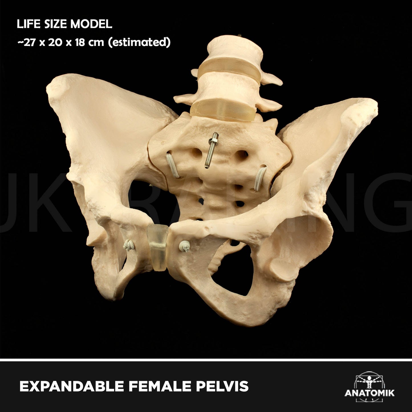 Expandable Female Pelvis Model for medical and anatomy education