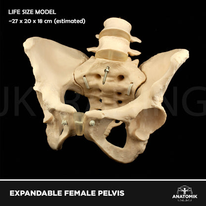 Expandable Female Pelvis Model for medical and anatomy education