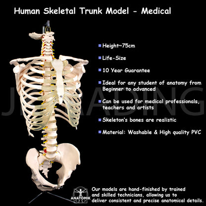 Human Skeletal Trunk Torso Model for medical and anatomy education