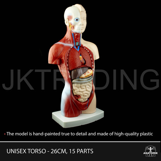 26cm Unisex Human Torso Anatomy Model for medical and anatomy education
