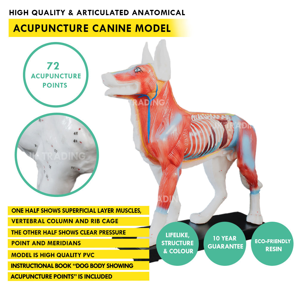 Canine Acupuncture Model for medical and anatomy education