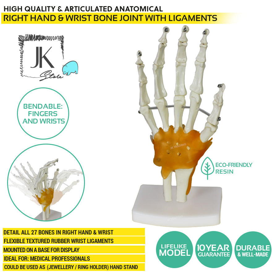 Human Hand Joint Anatomy Model for medical and anatomy education