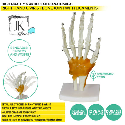 Human Hand Joint Anatomy Model for medical and anatomy education