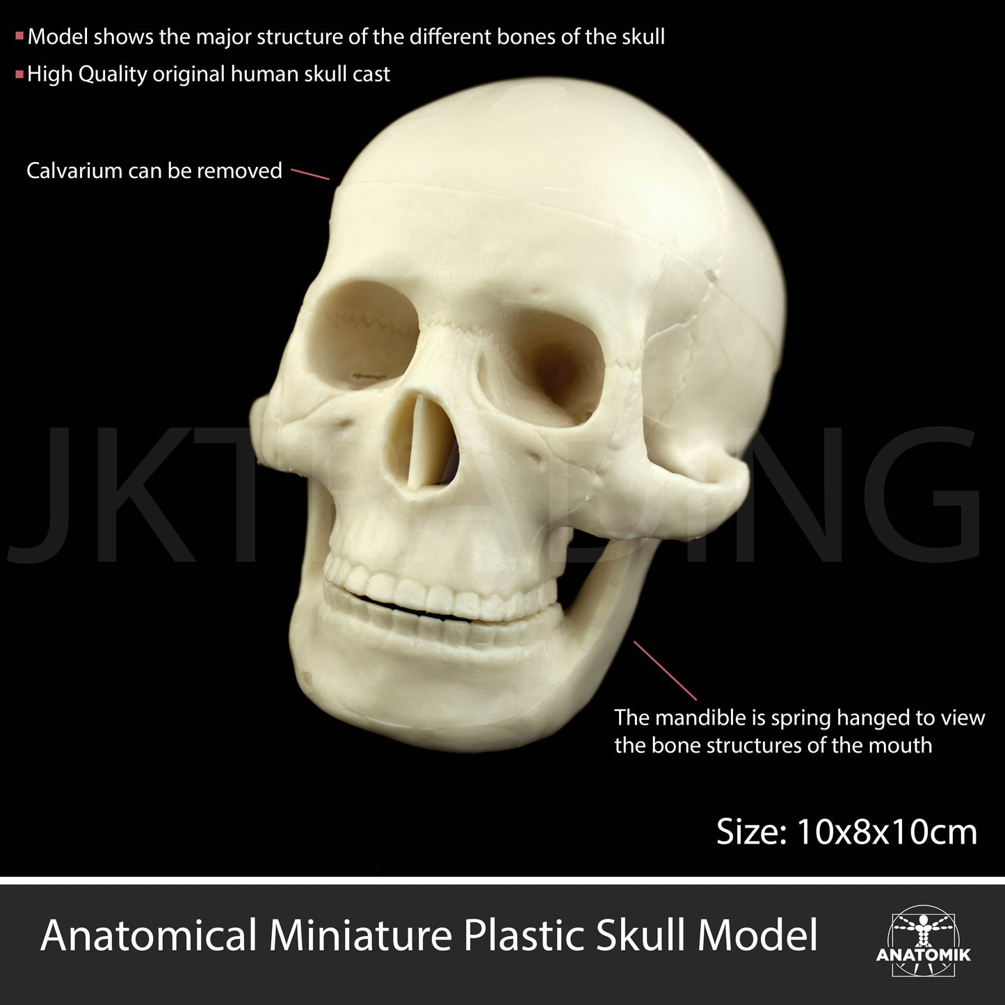 Mini Human Skull Model for medical and anatomy education