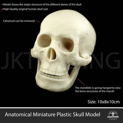 Mini Human Skull Model for medical and anatomy education