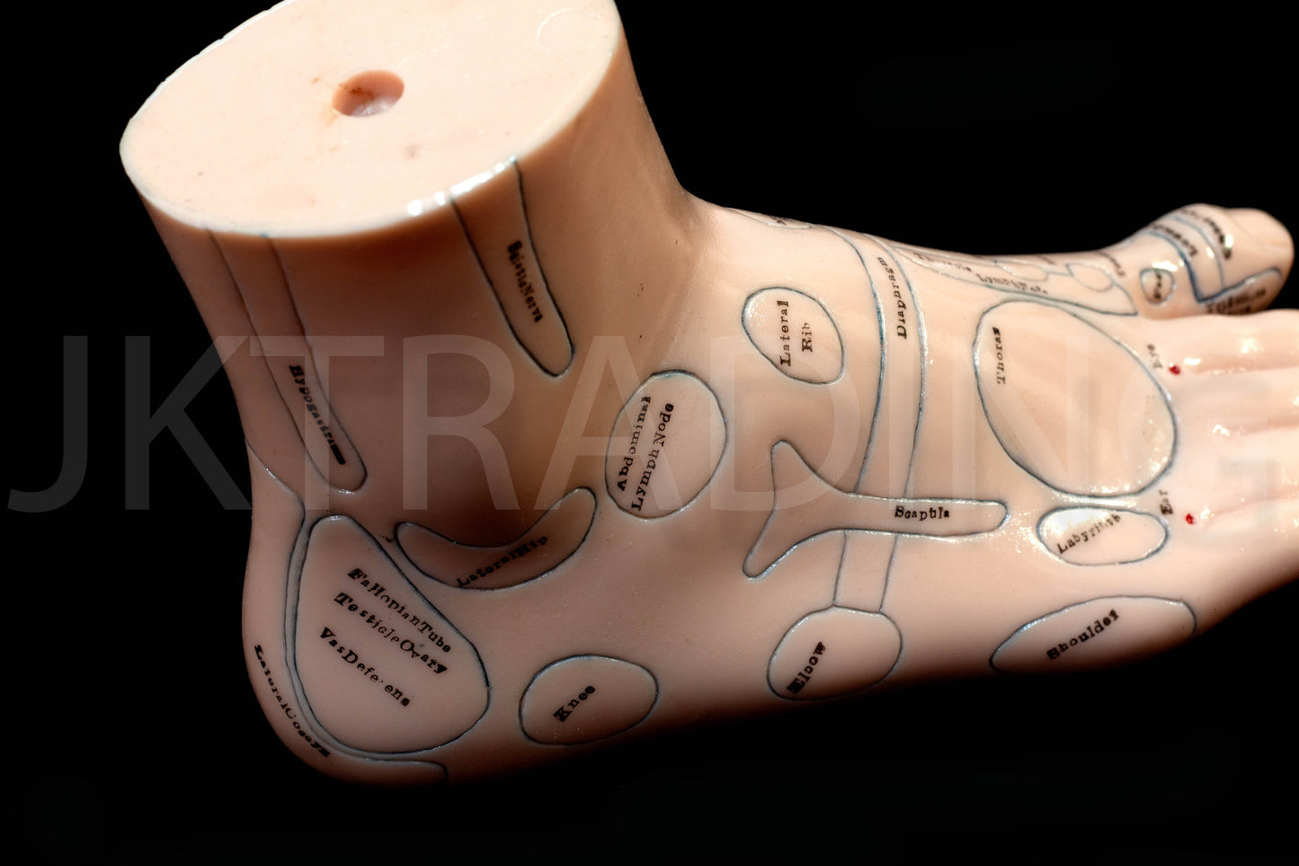 Foot Reflexology & Massage Anatomy Model for medical and anatomy education