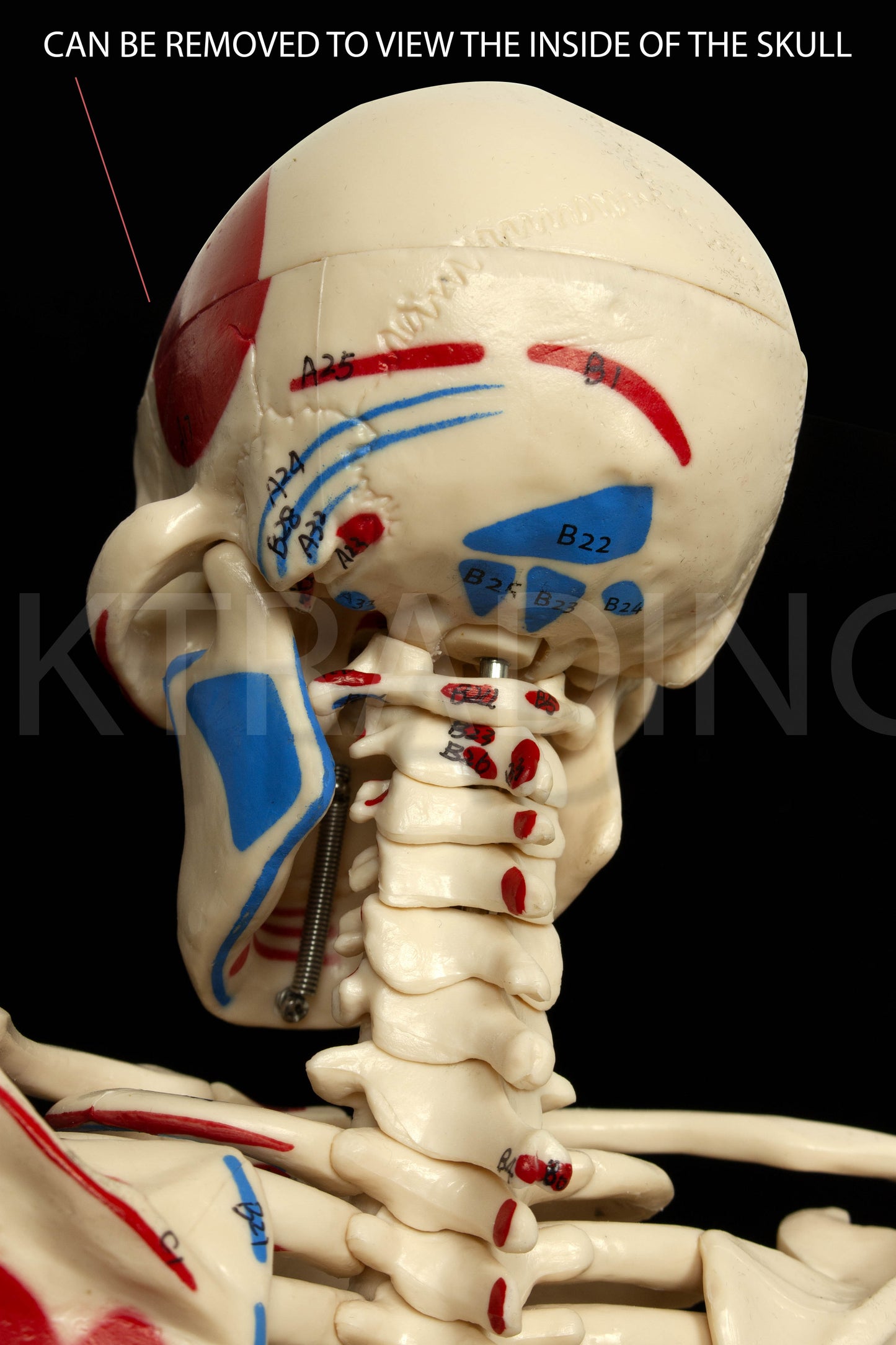 85cm Painted Numbered Skeleton for medical and anatomy education