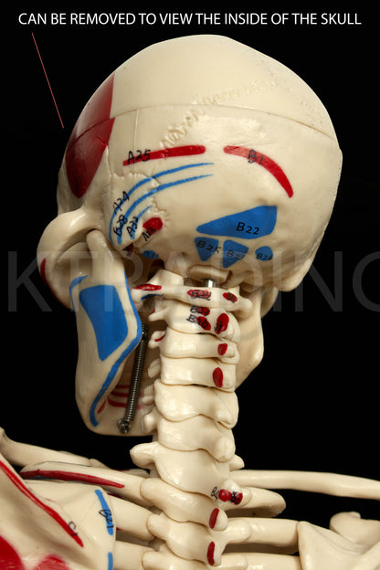 85cm Painted Numbered Skeleton for medical and anatomy education