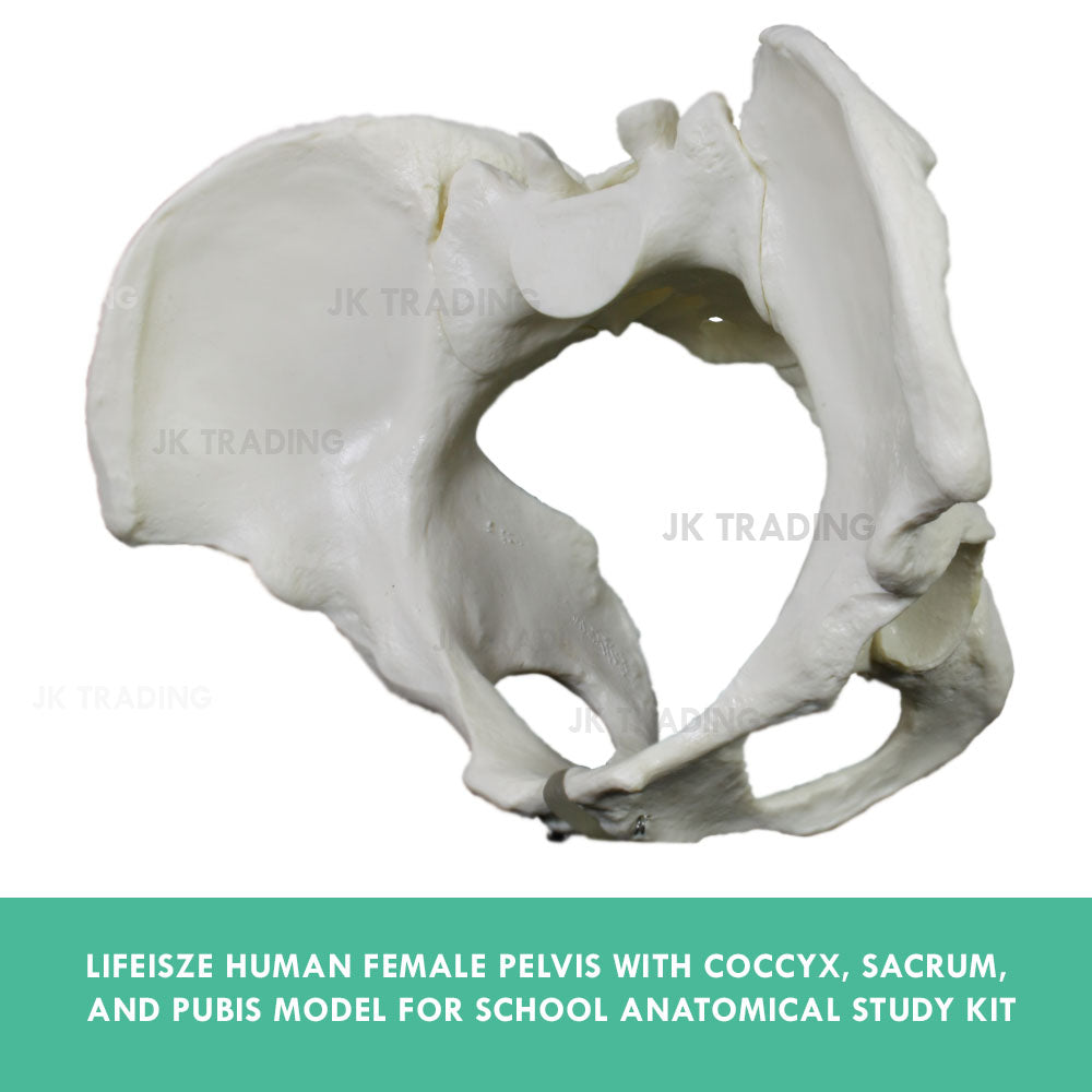 Female Pelvis Anatomy Model for medical and anatomy education