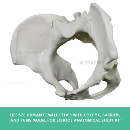 Female Pelvis Anatomy Model for medical and anatomy education