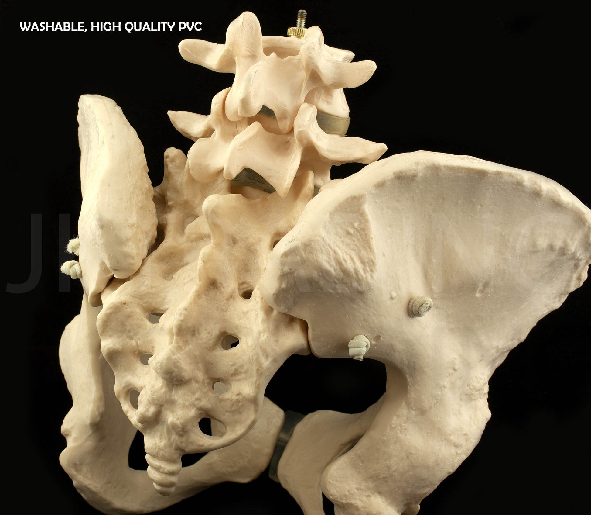 Expandable Female Pelvis Model for medical and anatomy education