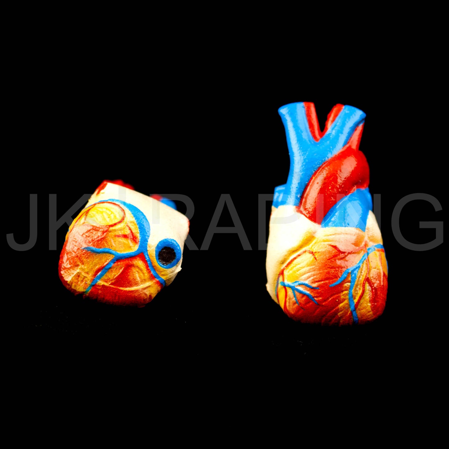 26cm Unisex Human Torso Anatomy Model for medical and anatomy education