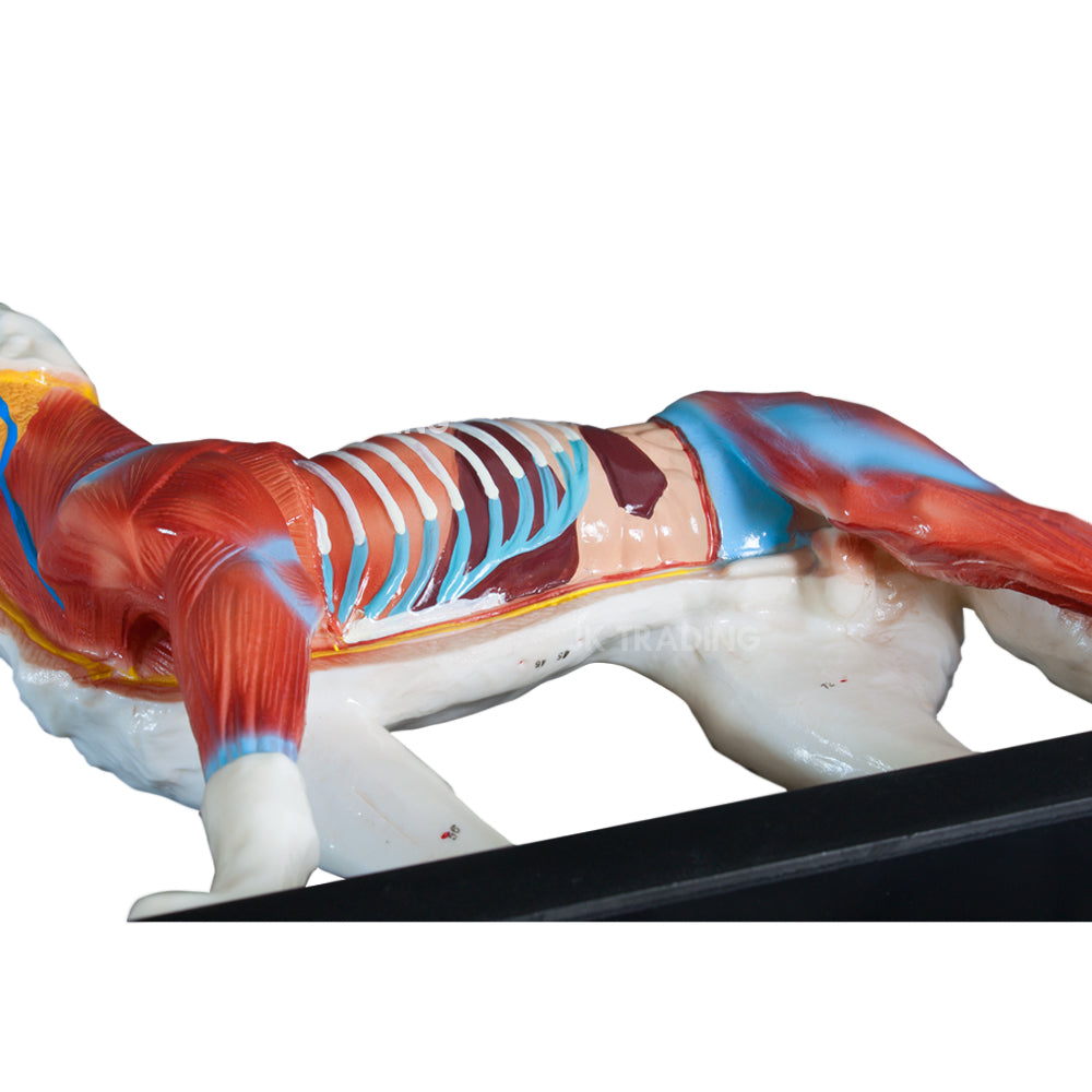 Canine Acupuncture Model for medical and anatomy education