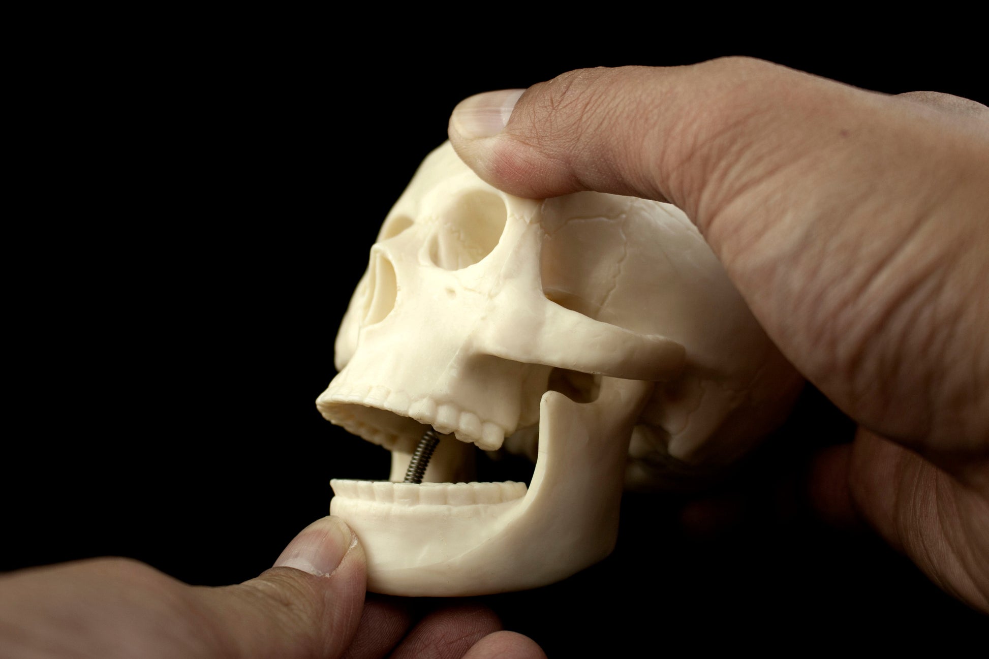 Mini Human Skull Model for medical and anatomy education