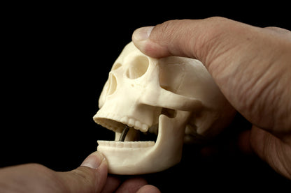 Mini Human Skull Model for medical and anatomy education