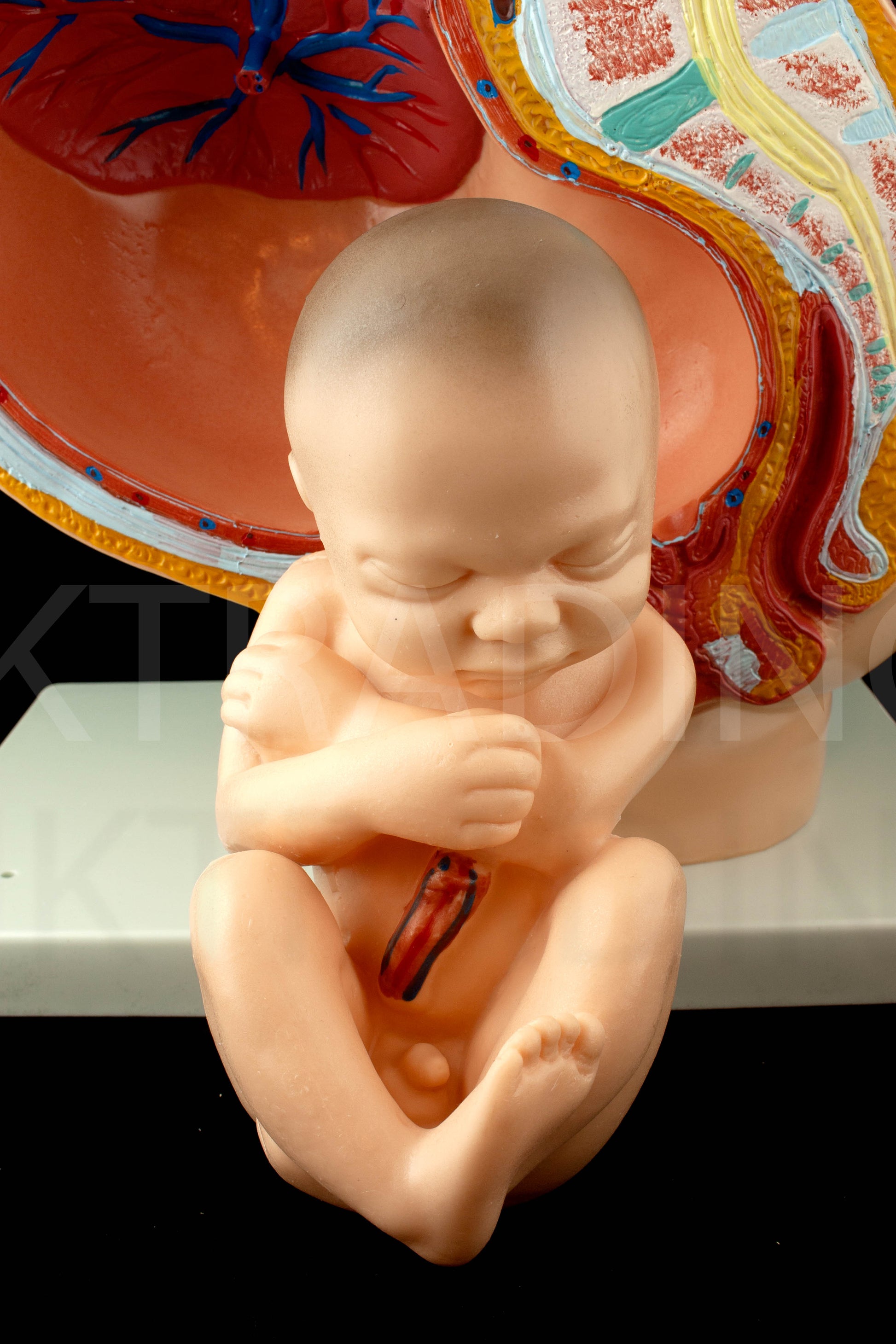 Female Pregnancy Pelvis Section Model for medical and anatomy education
