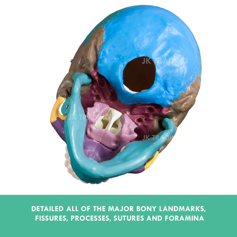 Coloured Human Skull Model for medical and anatomy education