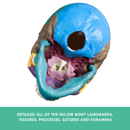 Coloured Human Skull Model for medical and anatomy education