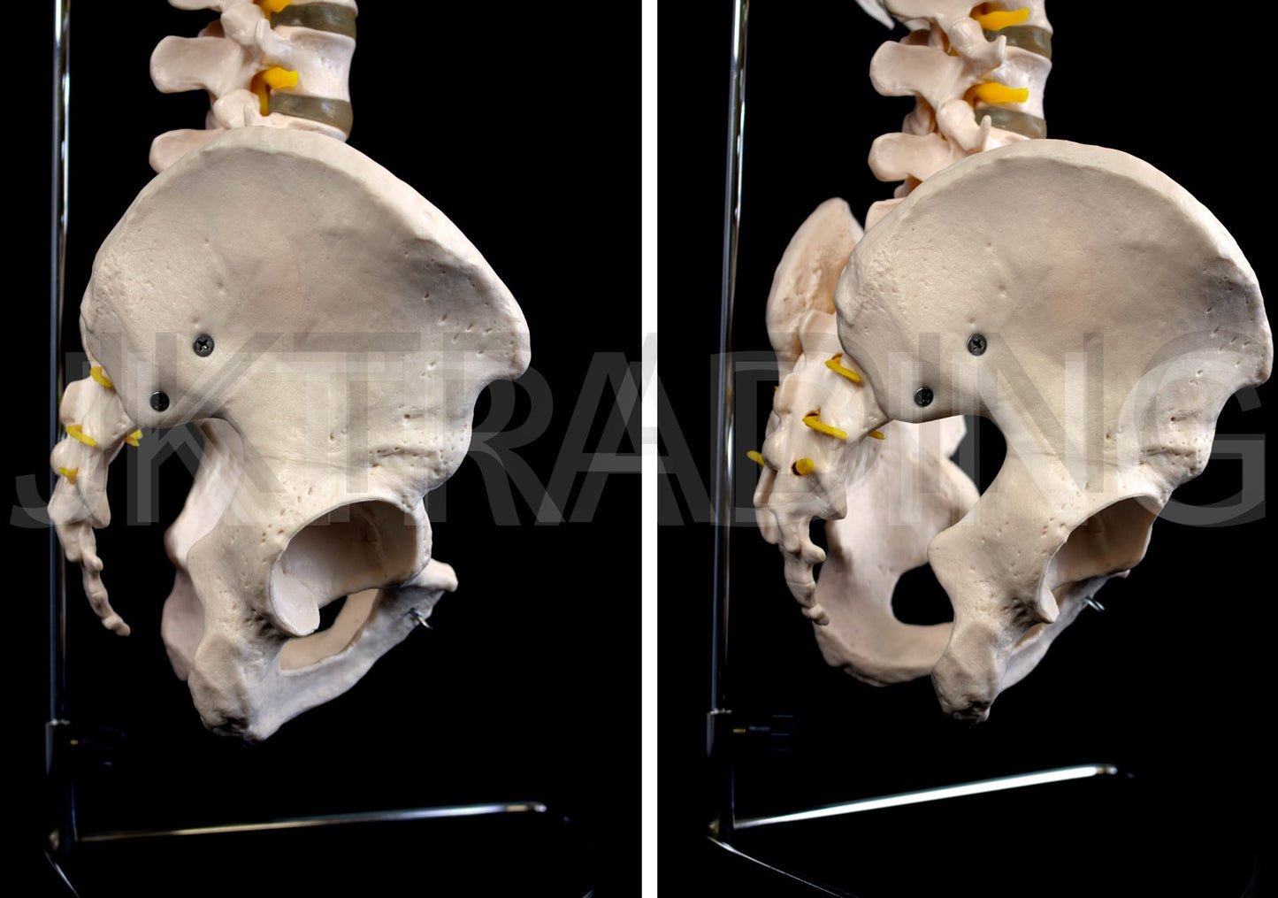 Human Skeletal Trunk Torso Model for medical and anatomy education