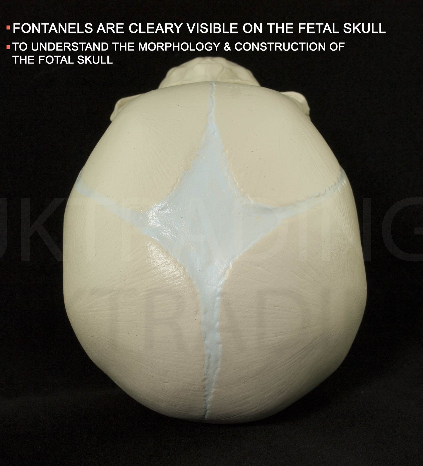 Foetal Skull Anatomy Model for medical and anatomy education