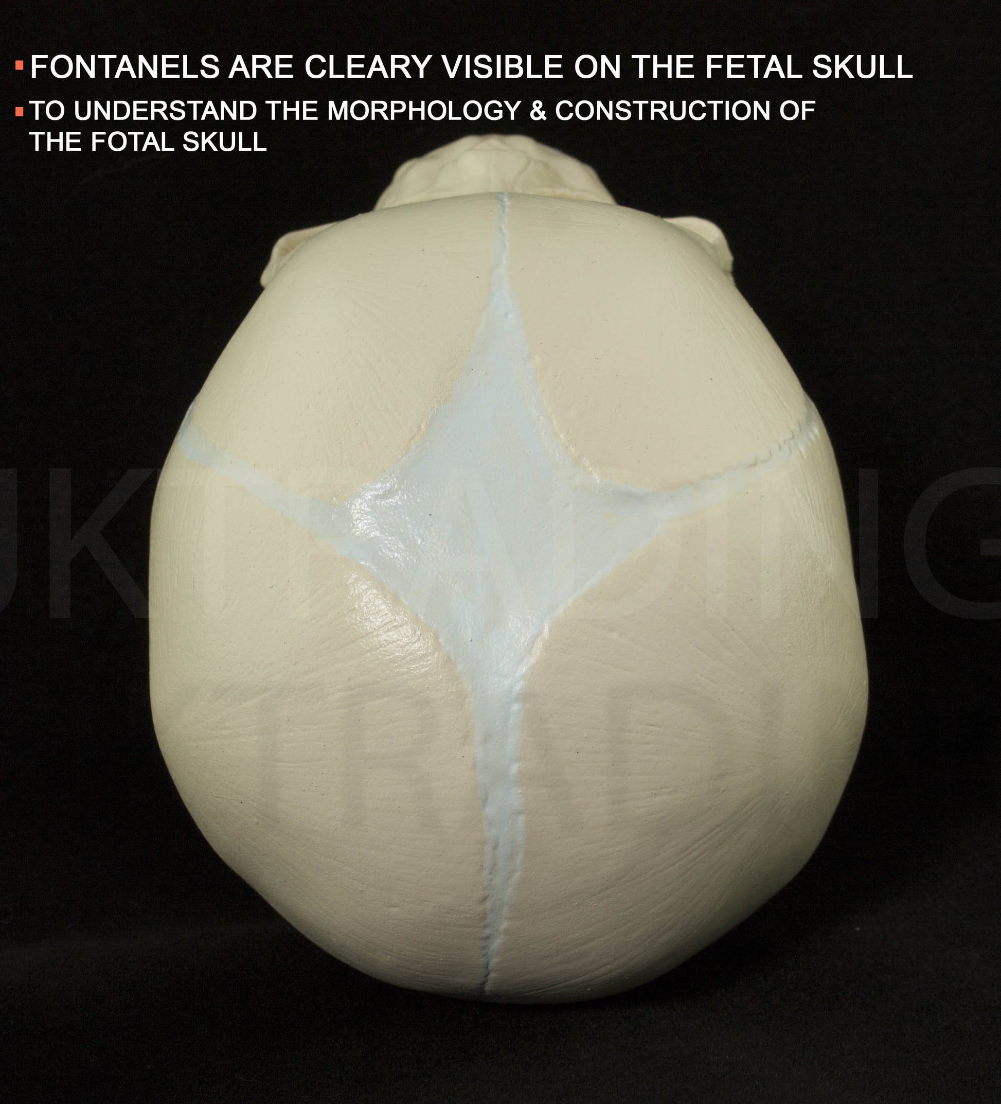 Foetal Skull Anatomy Model for medical and anatomy education