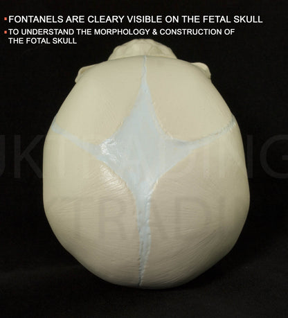 Foetal Skull Anatomy Model for medical and anatomy education