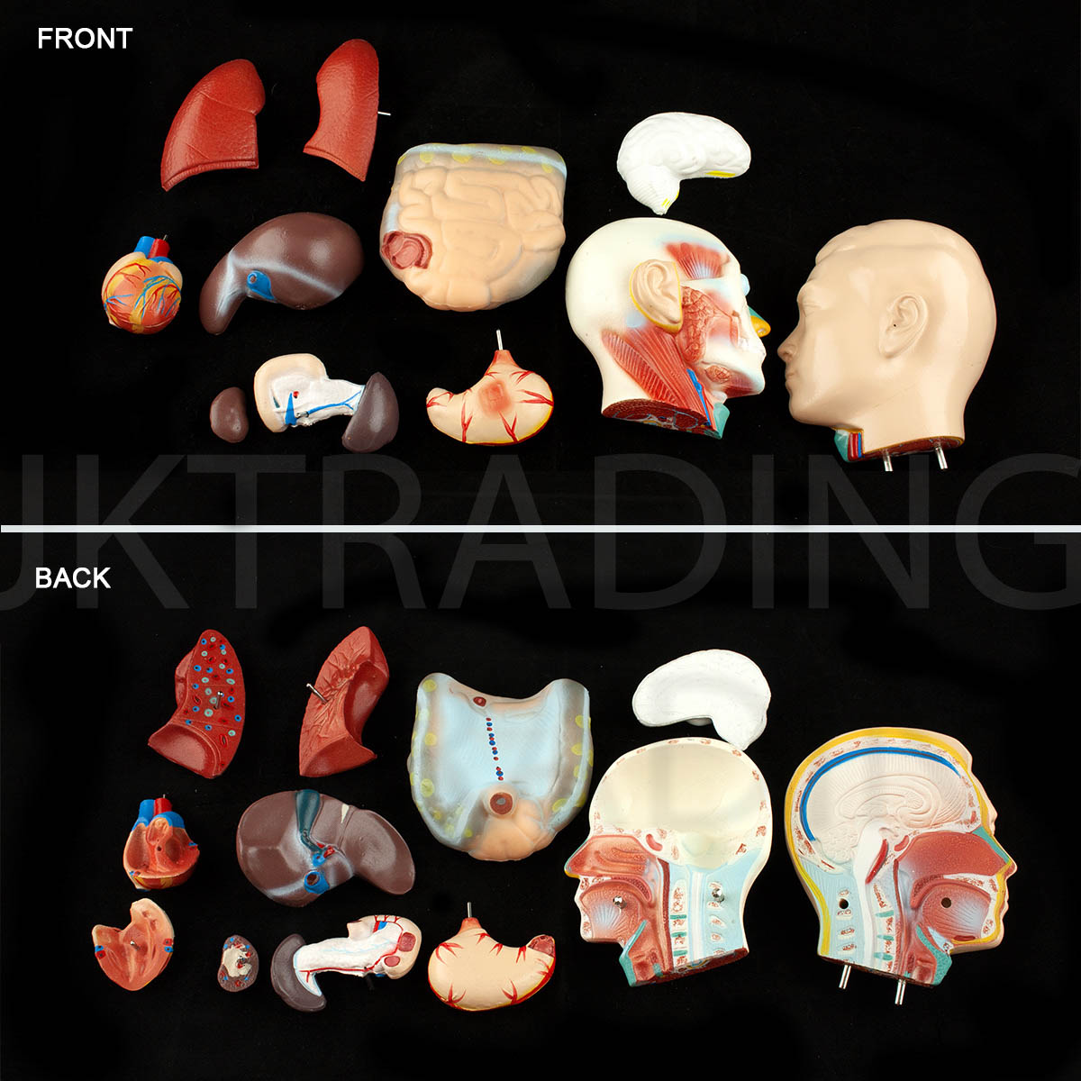 4D Male Torso Anatomy Model for medical and anatomy education