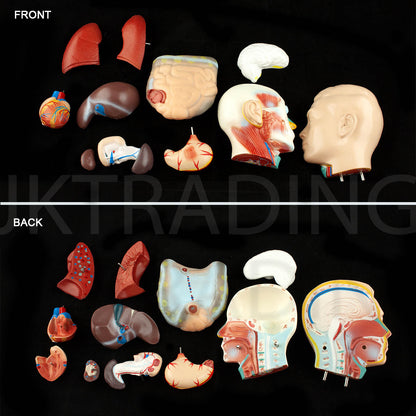 4D Male Torso Anatomy Model for medical and anatomy education