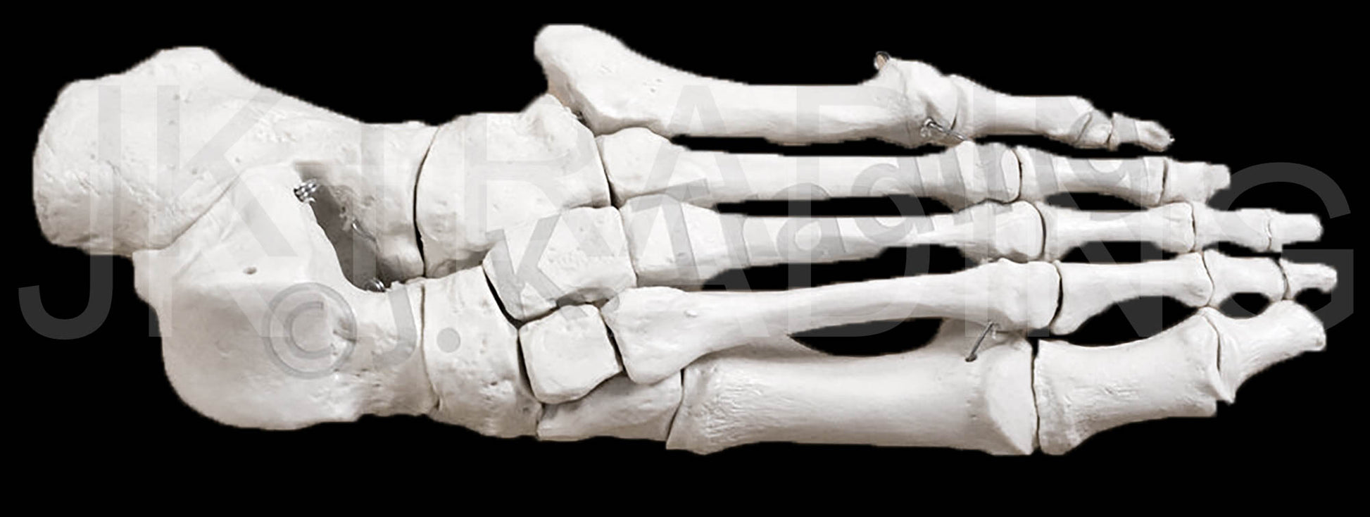 Disarticulated Human Skeleton for medical and anatomy education