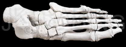 Disarticulated Human Skeleton for medical and anatomy education