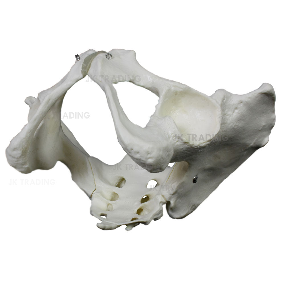 Female Pelvis Anatomy Model for medical and anatomy education