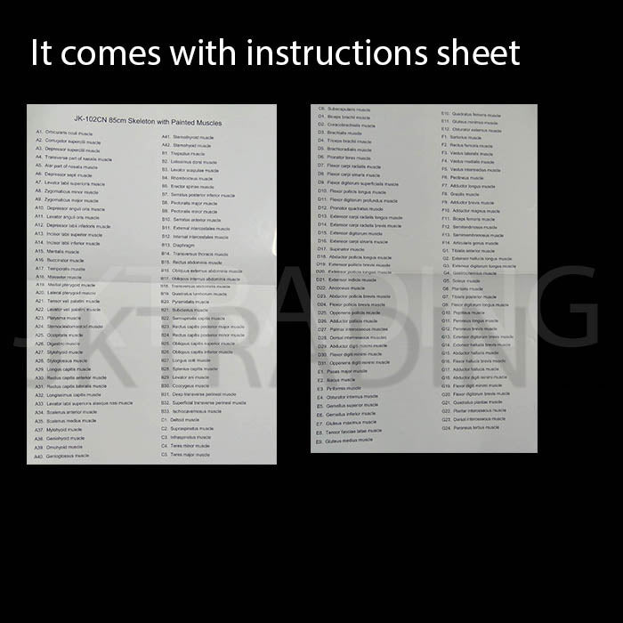 85cm Painted Numbered Skeleton for medical and anatomy education